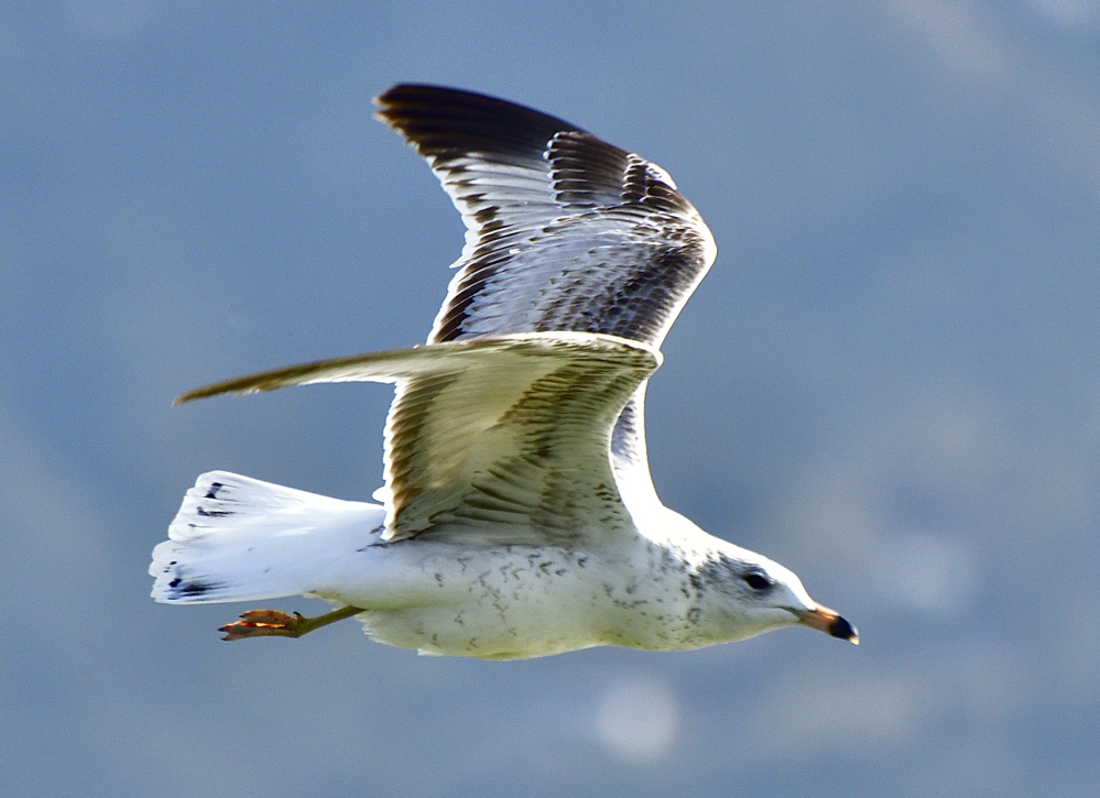 ring billed