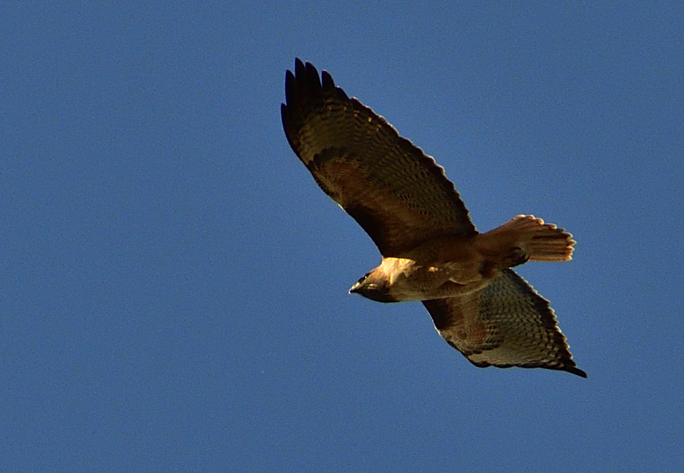 _ROY6742_01.jpg