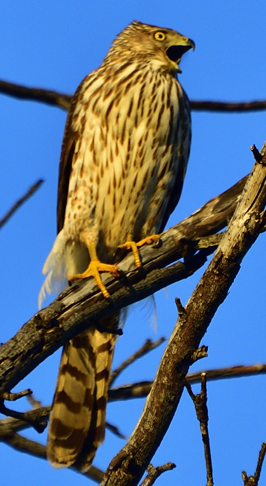 _ROY6760_00001.jpg