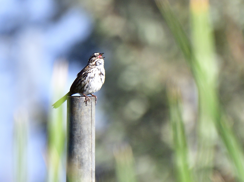 song sparrow
