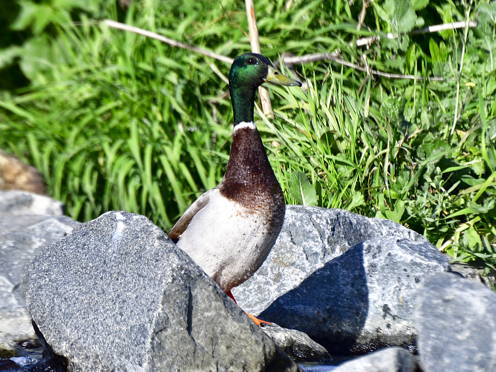 mallard
