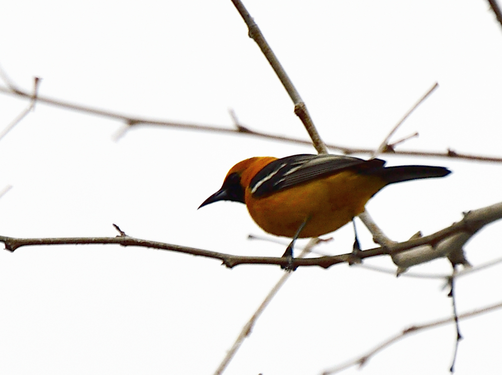 Hooded Oriole