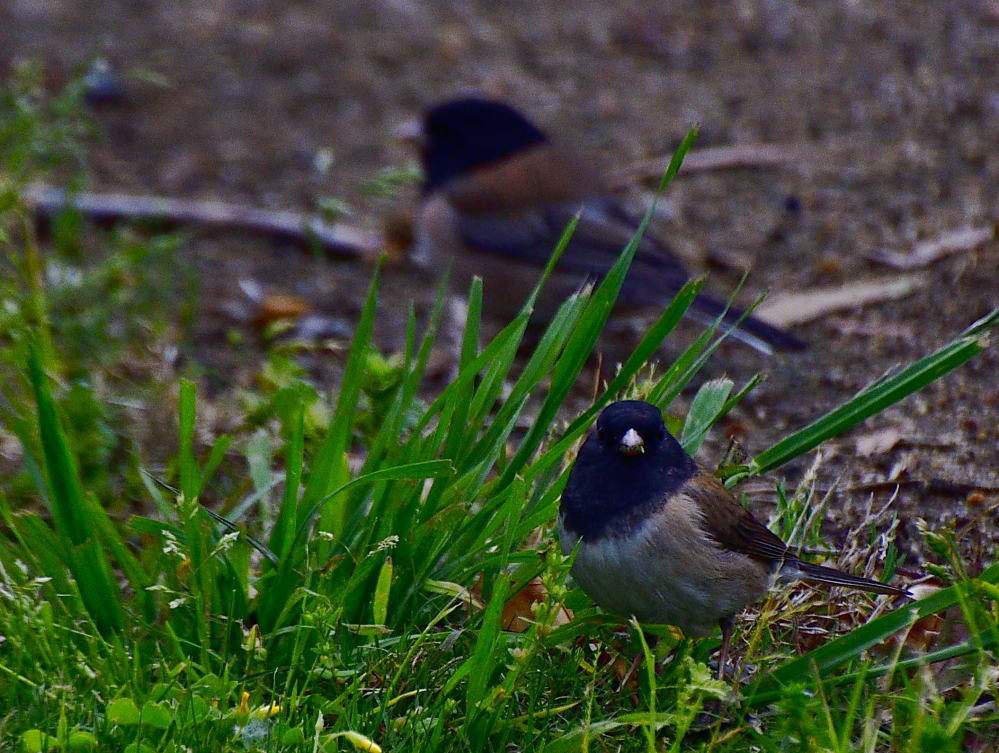 juncos