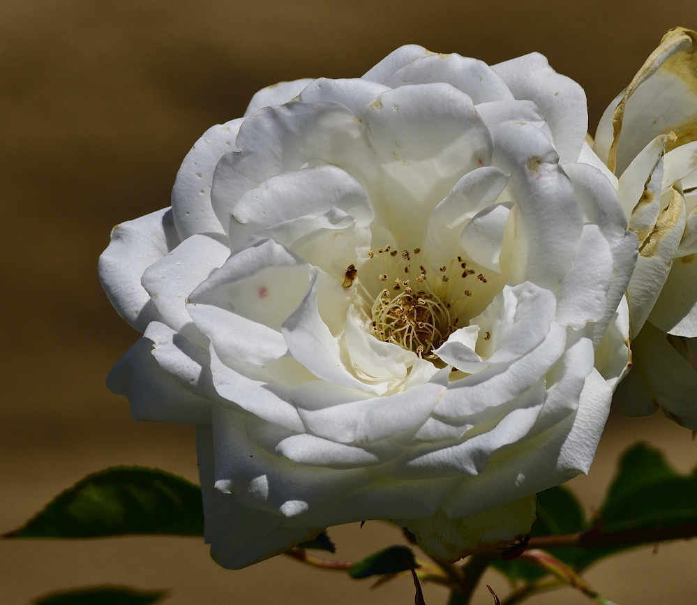 _ROY6823_00001.jpg