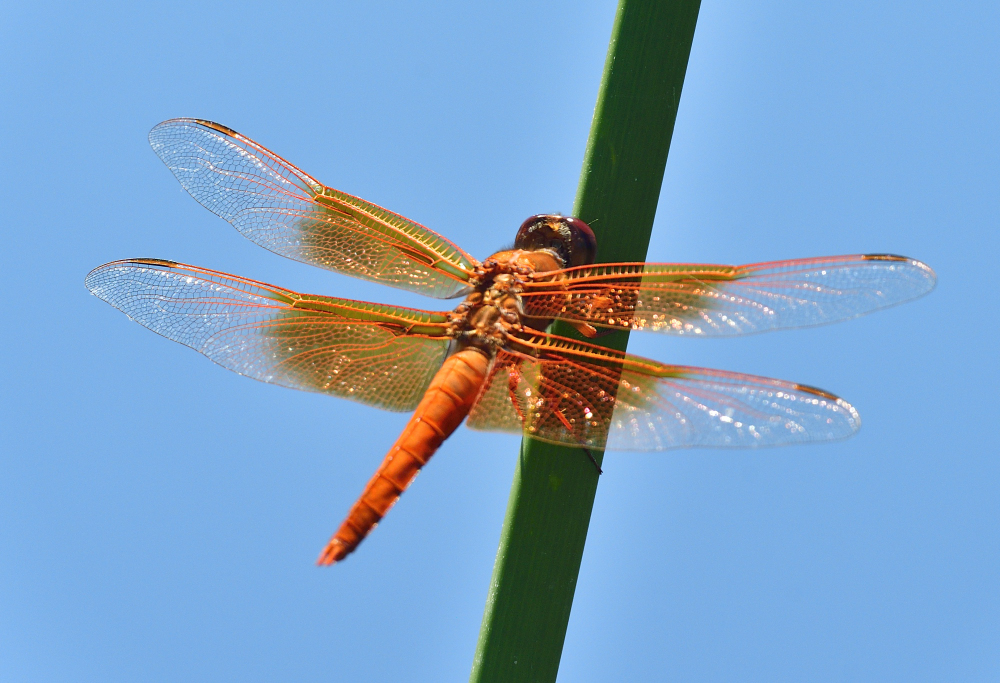 _ROY6825_00001.jpg
