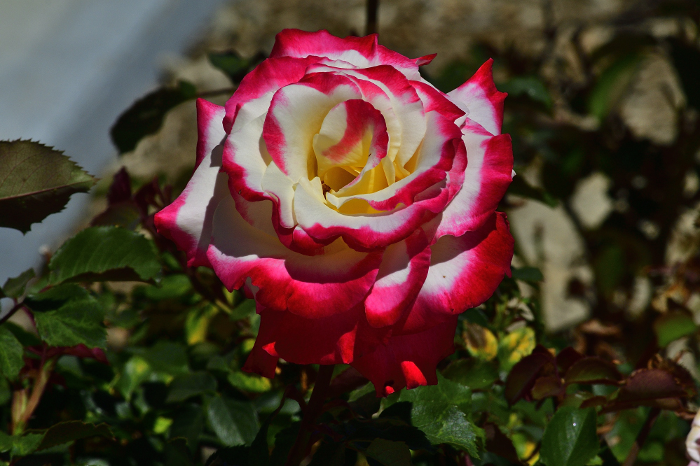 _ROY6827_00001.jpg