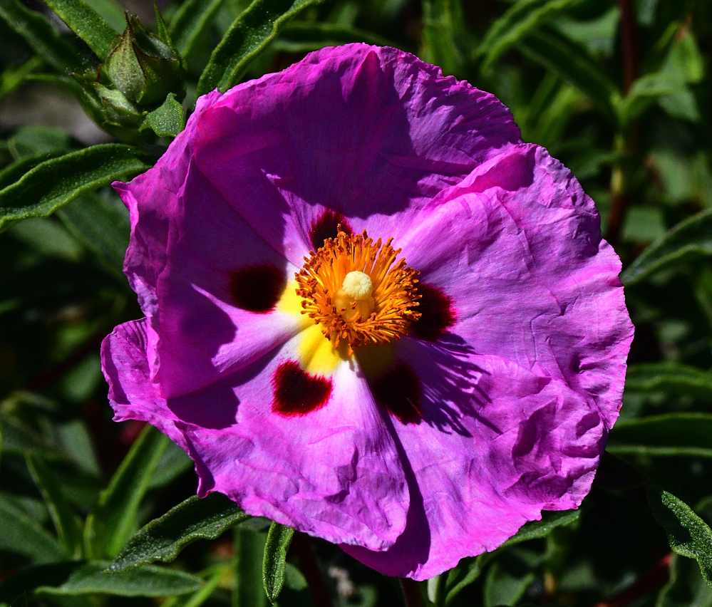 _ROY6828_00001.jpg