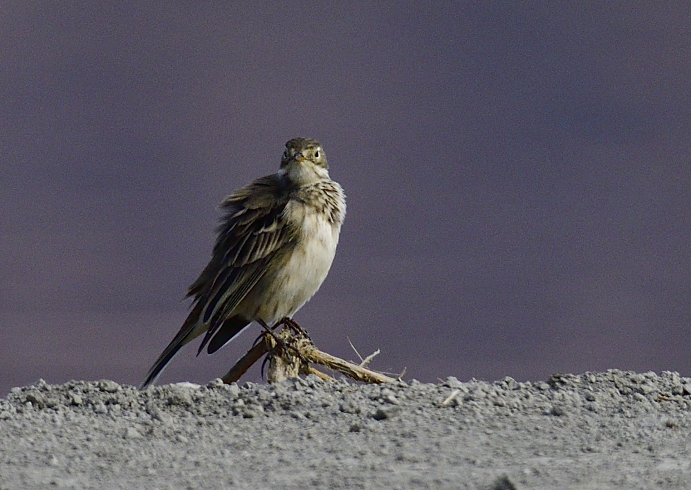 _ROY6837_00001.jpg