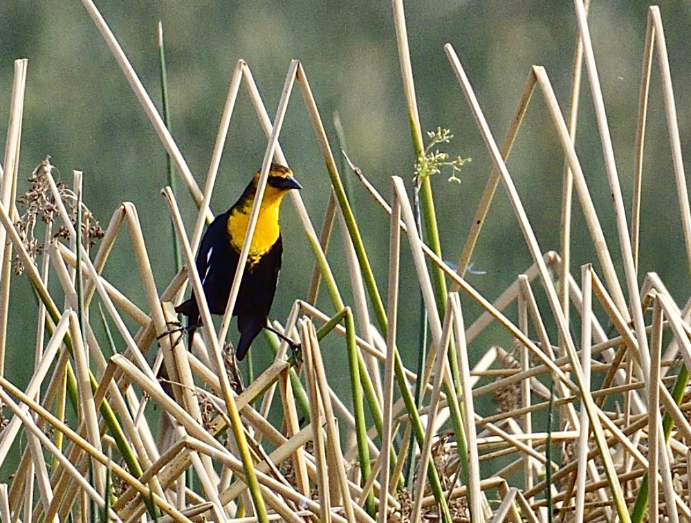 _ROY6849_00001.jpg