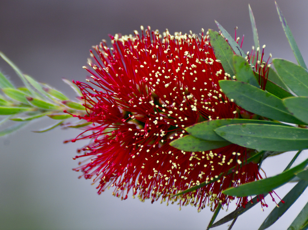 bottlebrush, hummers fav.