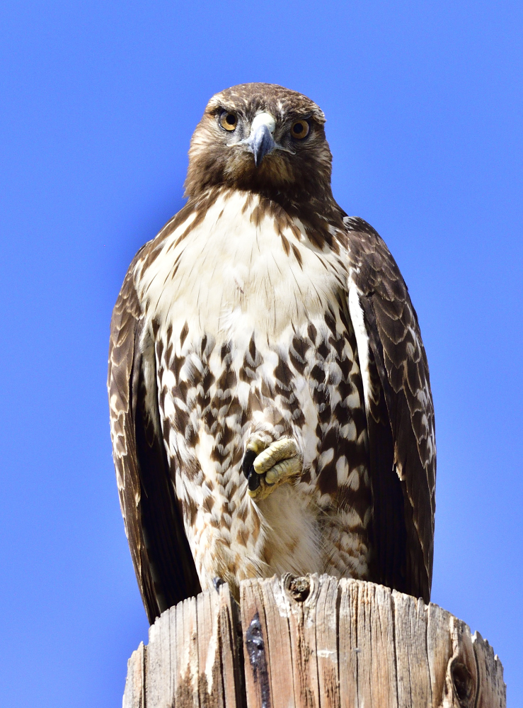 _ROY6879_00001.jpg