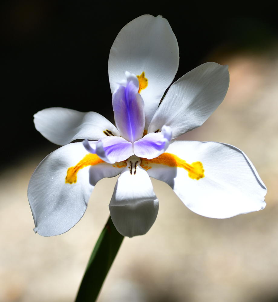 _ROY6936_00001.jpg