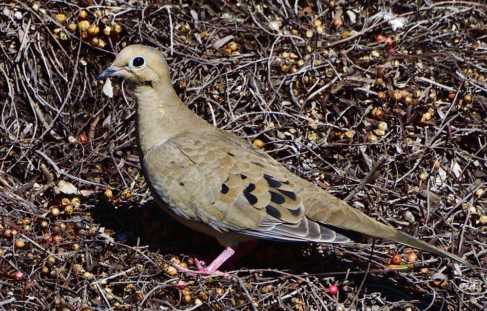 _ROY6944_01.jpg