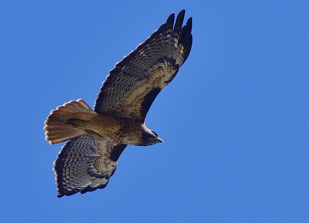 _ROY6958_00001.jpg