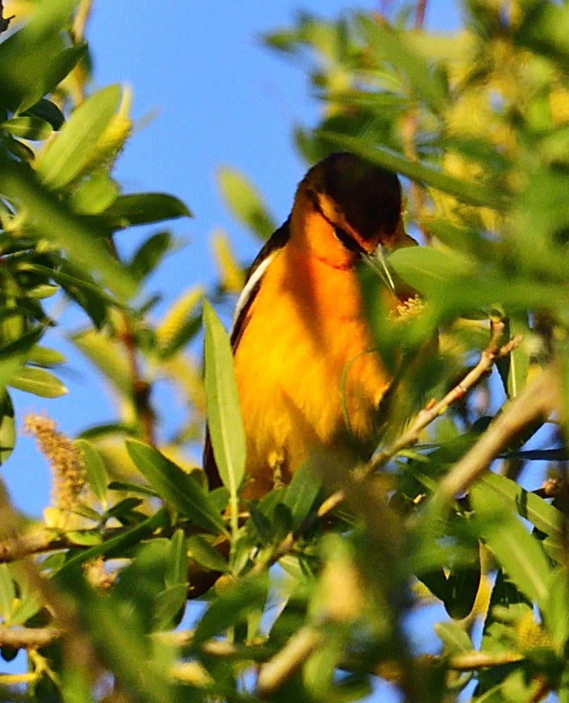 _ROY6997_00001.jpg