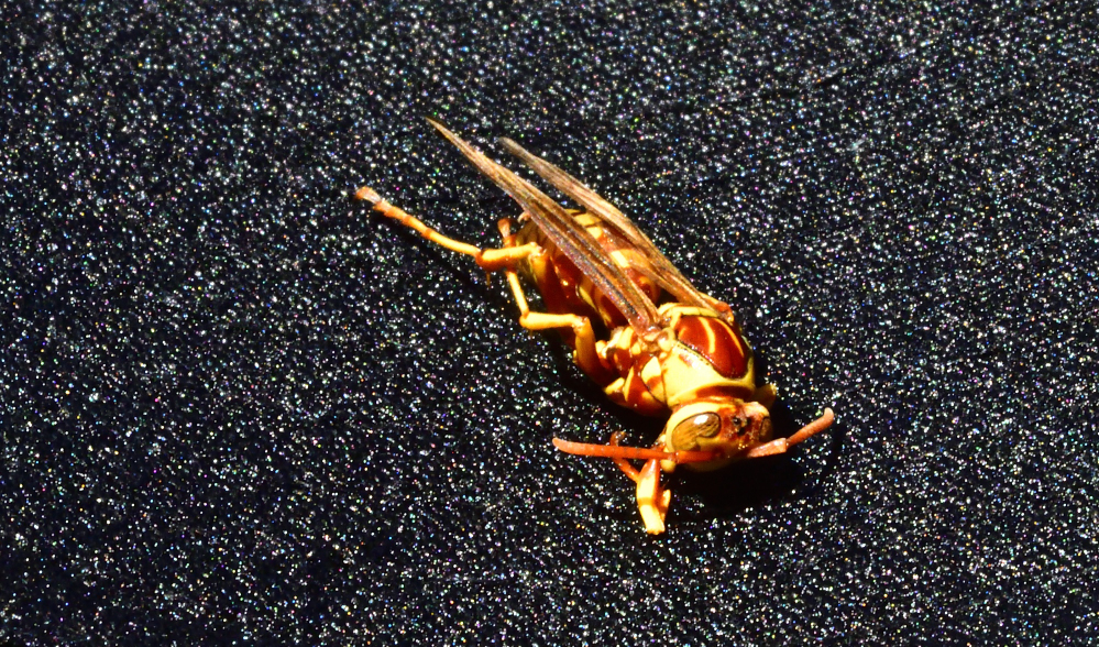_ROY7006_00001.jpg