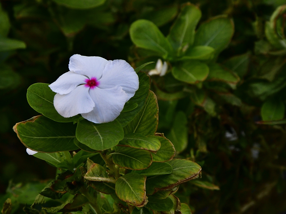 _ROY7030_00001.jpg