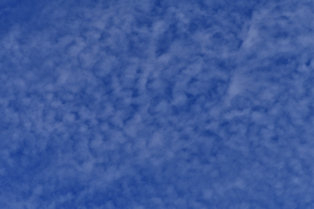 _ROY7037_00001.jpg
