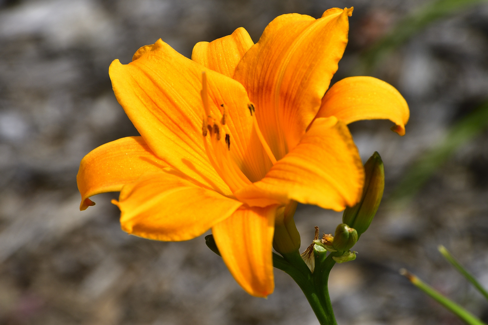 _ROY7057_00001.jpg