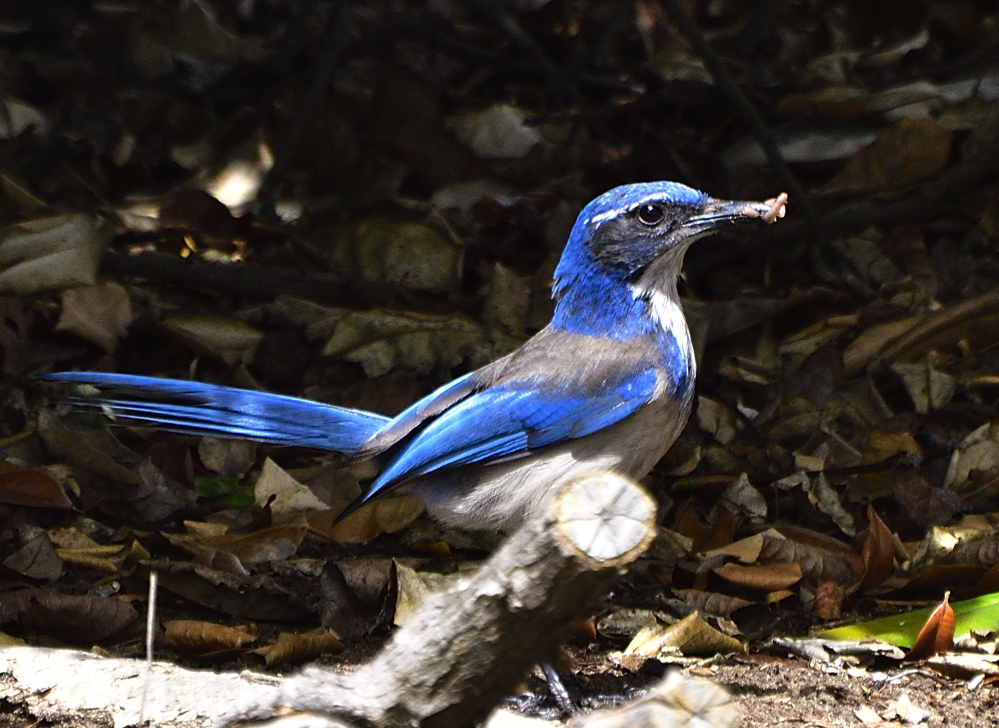 _ROY7063_00001.jpg