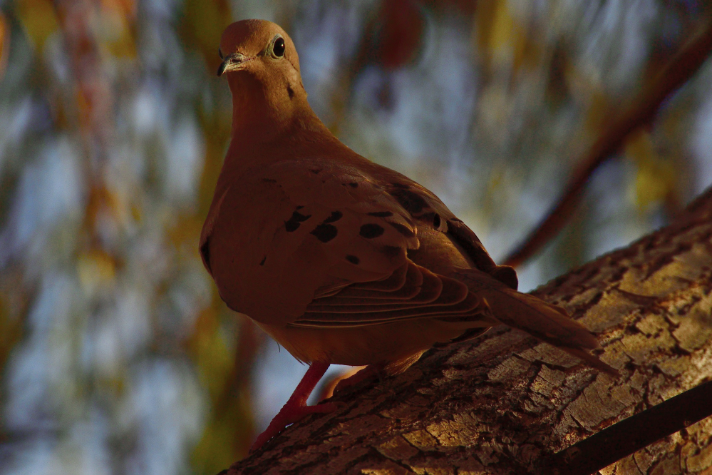 _ROY7127_00001.jpg