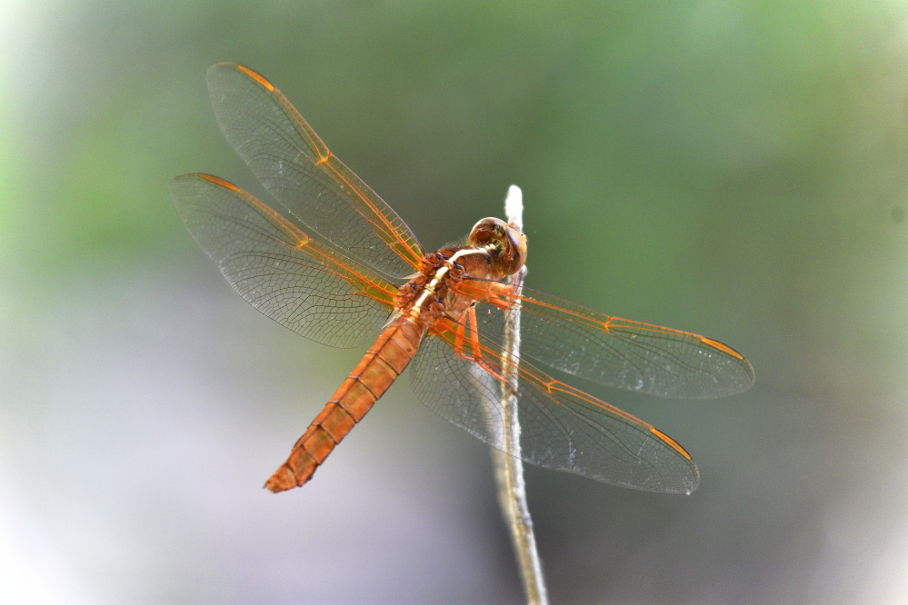 _ROY7180_00001.jpg