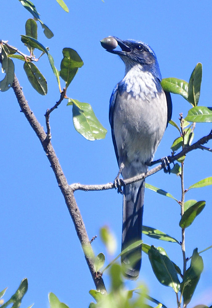 _ROY7190_00001.jpg