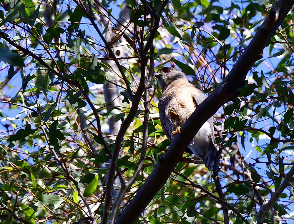 coopers hawk