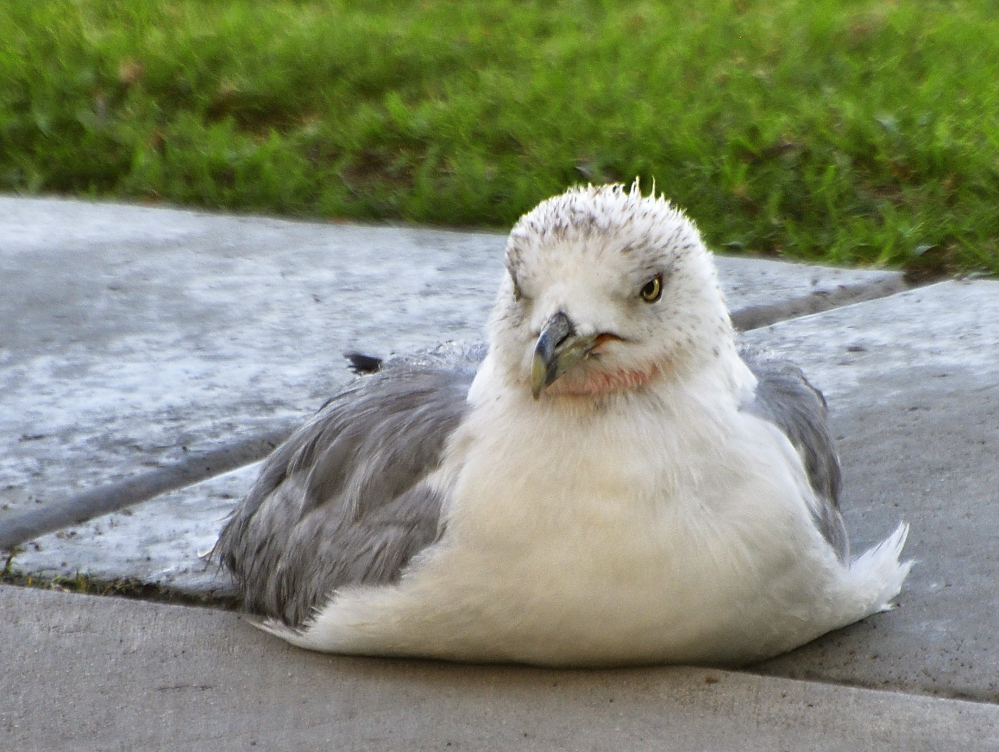 _ROY7427_00001.jpg