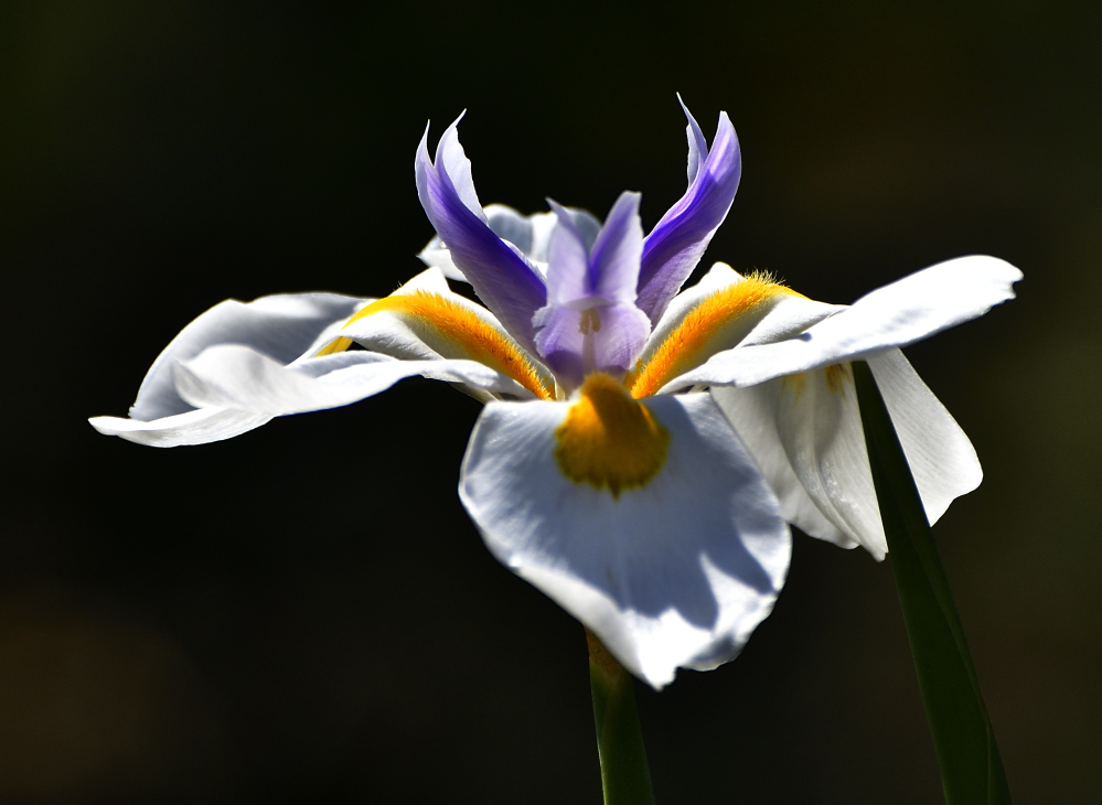 _ROY7464_00001.jpg