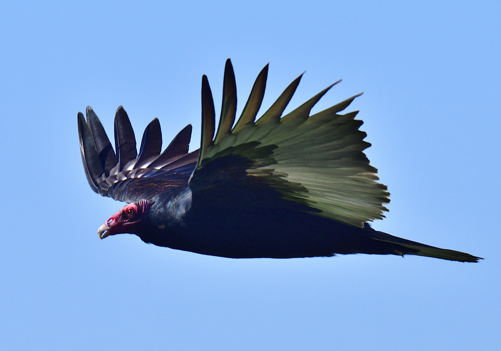 _ROY7518_00001.jpg