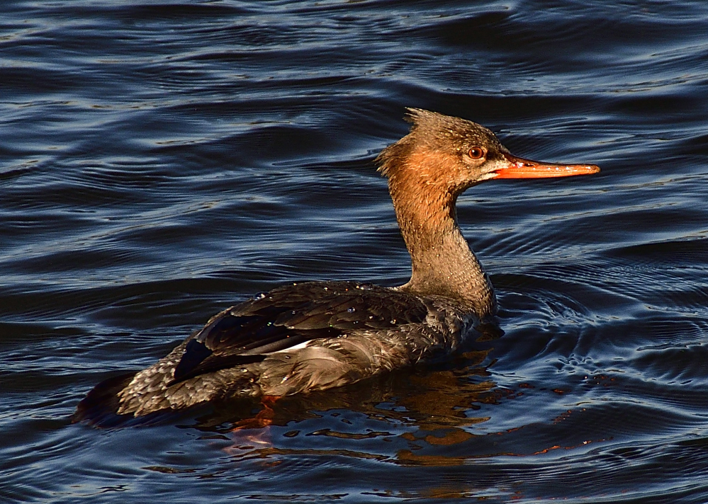_ROY7539_00001.jpg