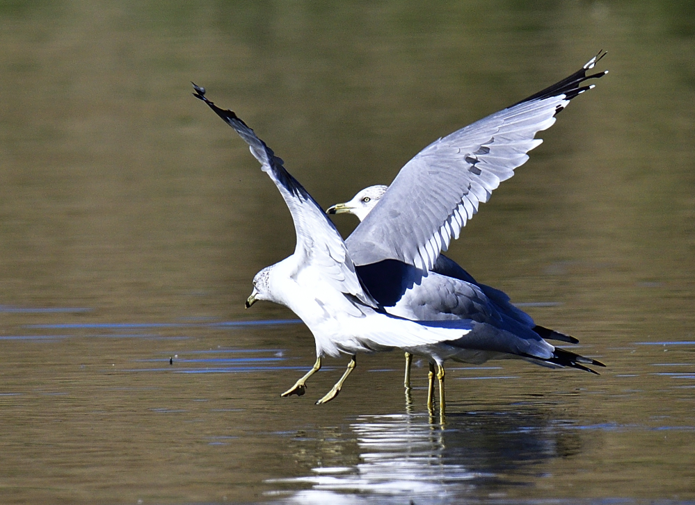 _ROY7553_00001.jpg