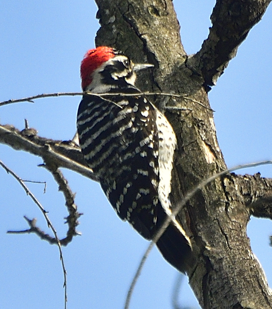 _ROY7559_00001.jpg