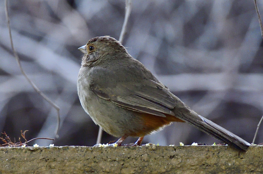 _ROY7584_00001.jpg