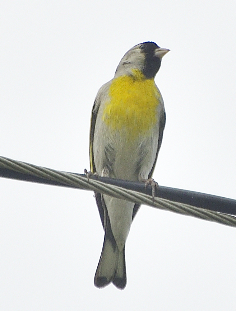 _ROY7597_00001.jpg