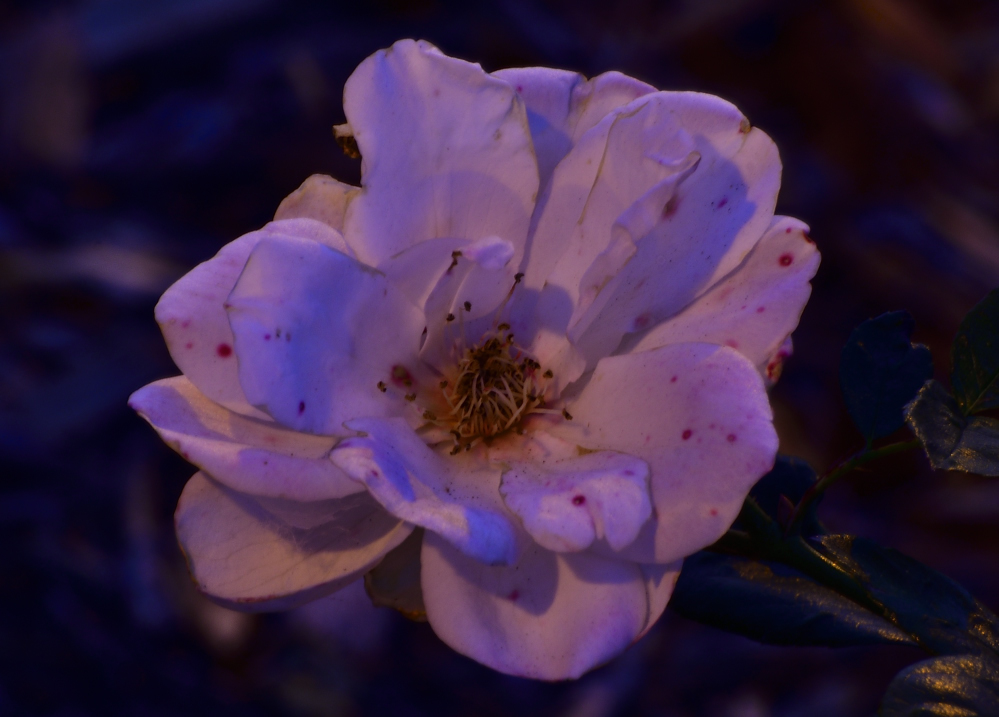 _ROY7632_00001.jpg