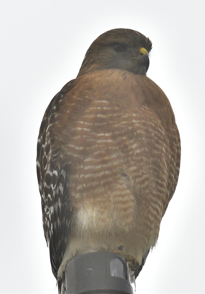 _ROY7726_01.jpg