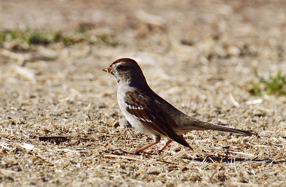 _ROY7764_00001.jpg