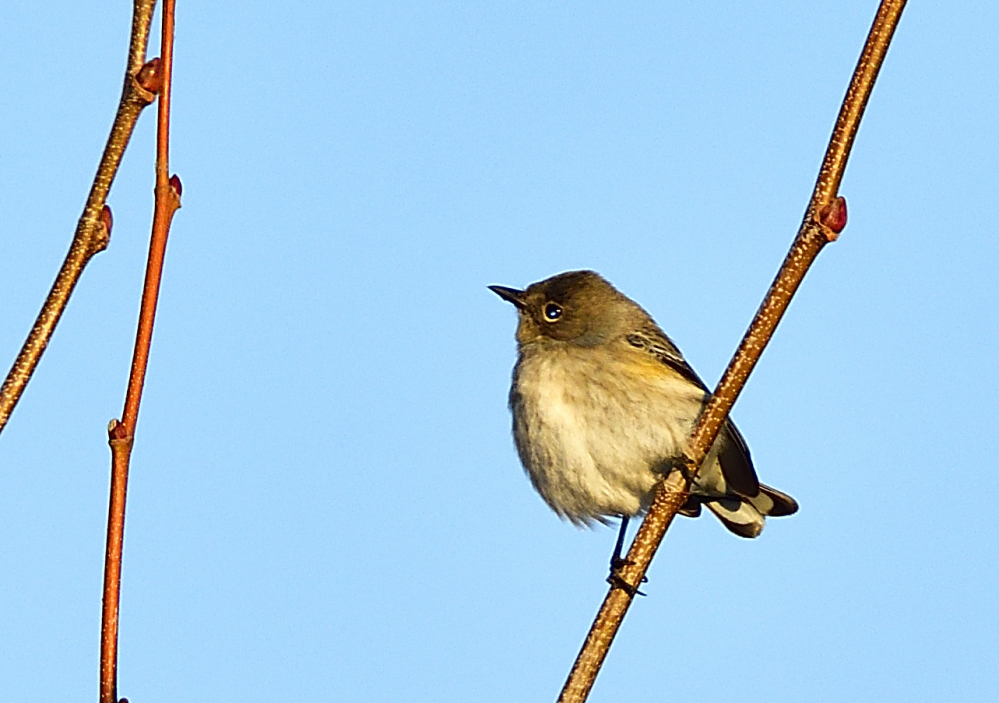 _ROY7794_00001.jpg