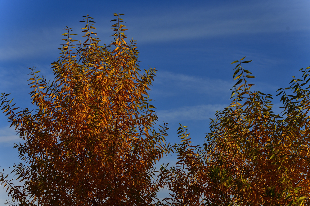 _ROY7807_00001.jpg