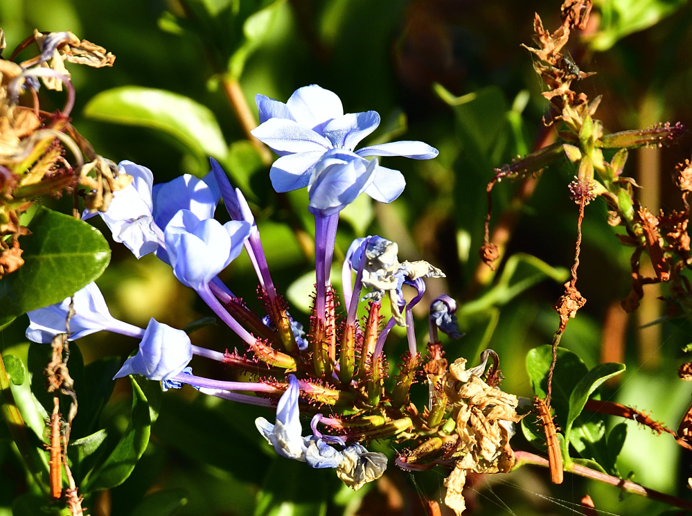 _ROY7832_00001.jpg