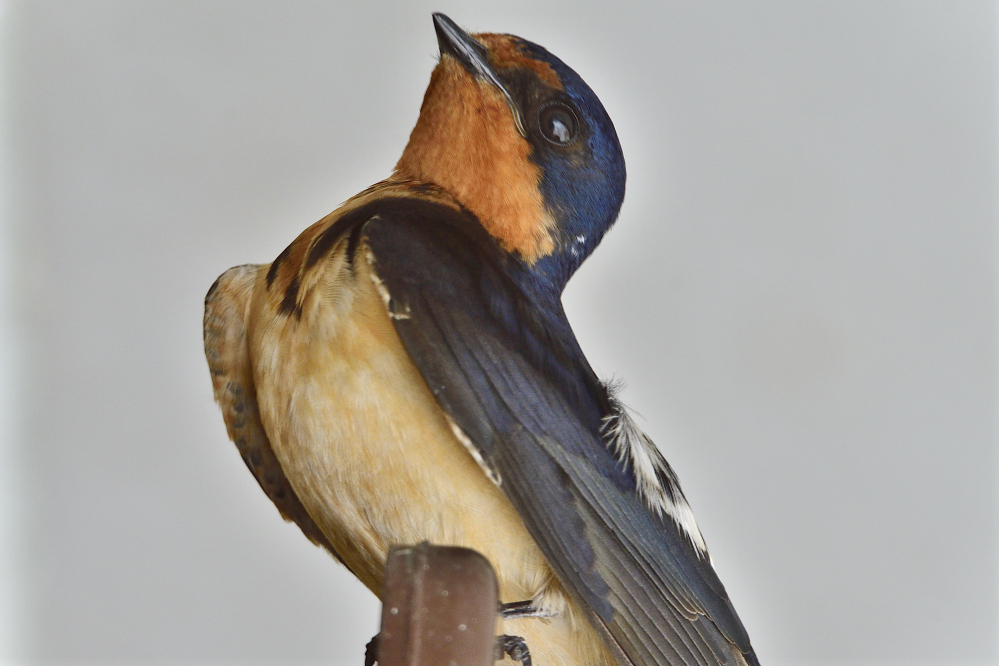 _ROY7833_00001.jpg