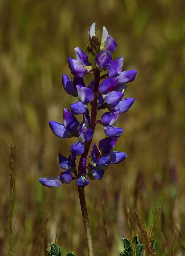 _ROY7856_00001.jpg
