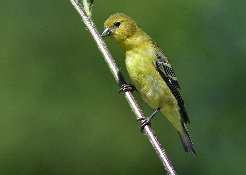 _ROY7962_00001.jpg
