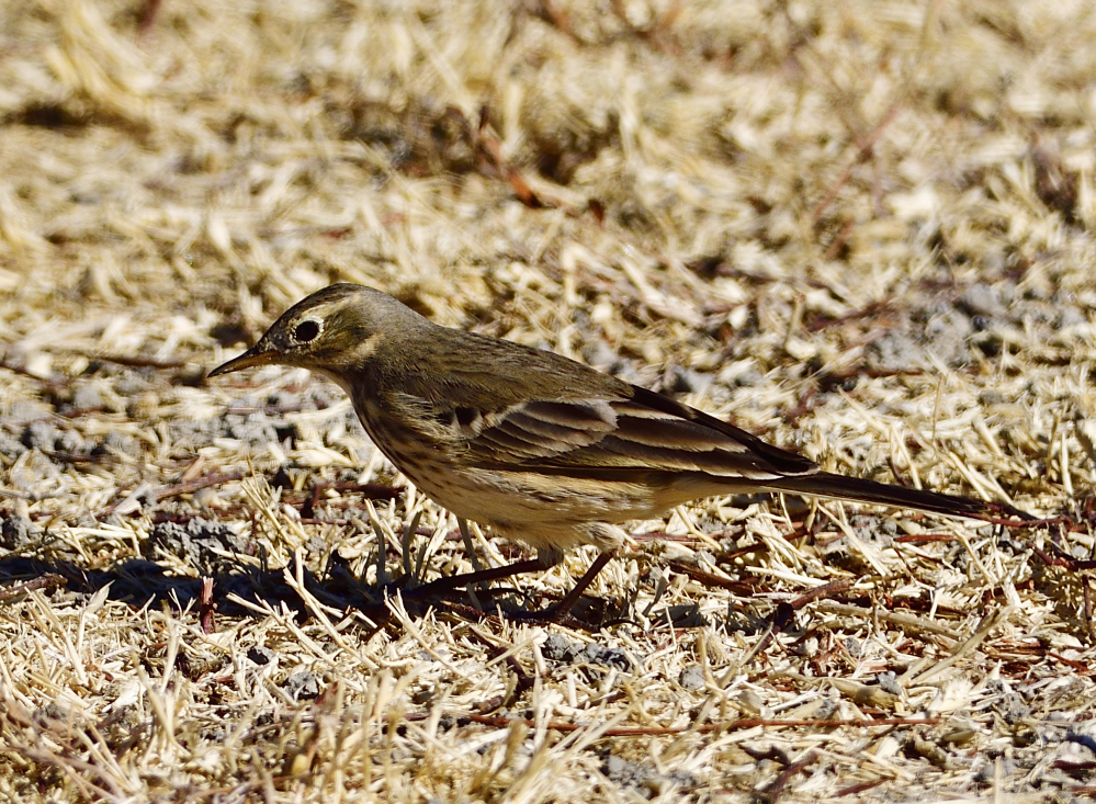 _ROY7972_00001.jpg