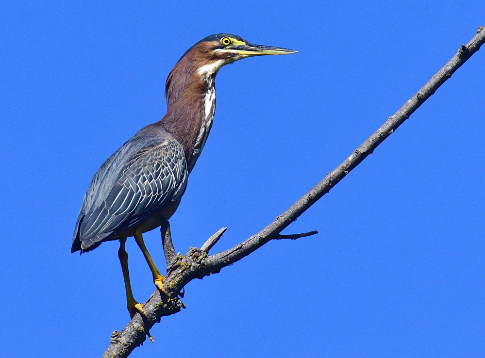 _ROY7976_00001.jpg