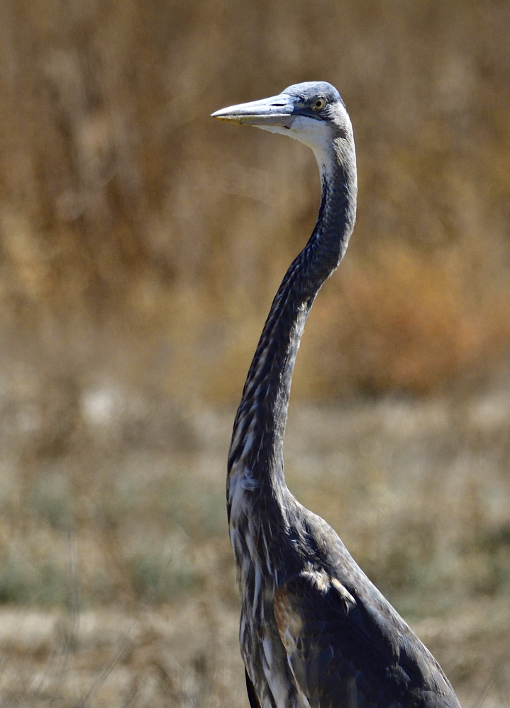 _ROY8046_00001.jpg