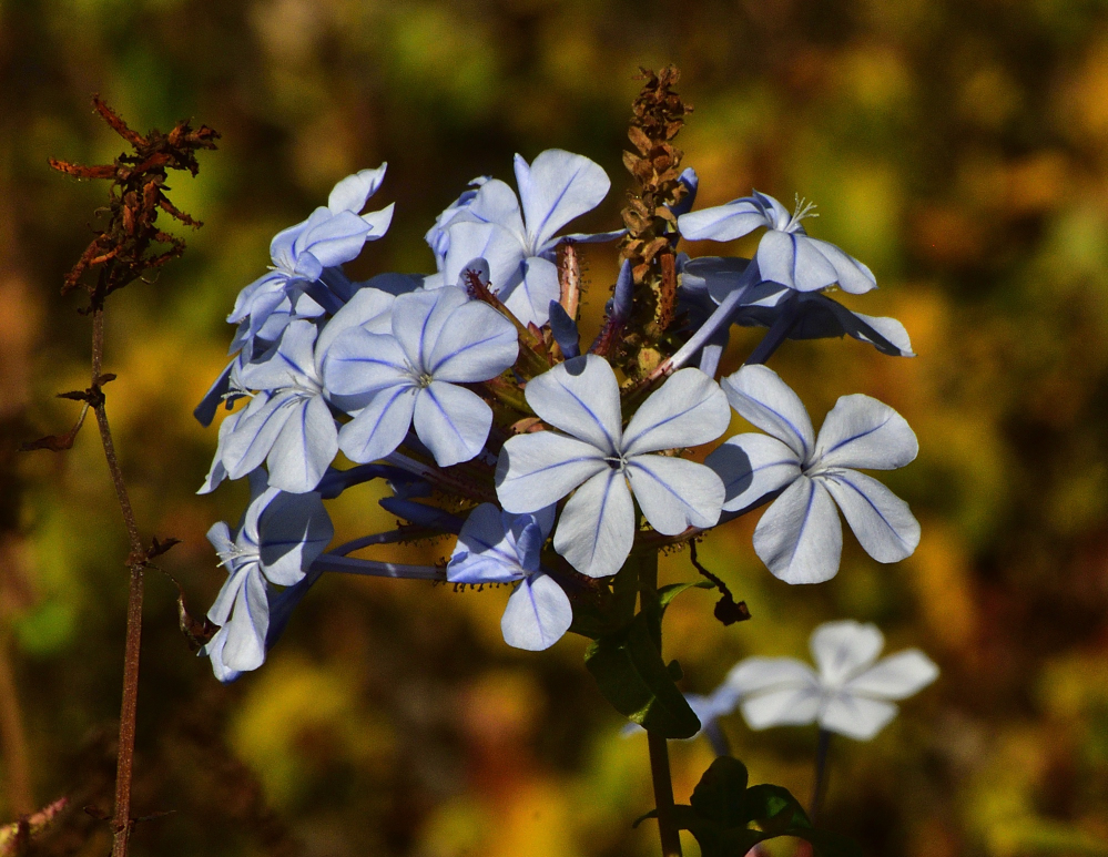 _ROY8066_00001.jpg