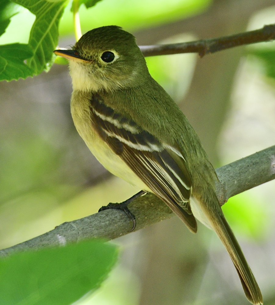 _ROY8094_00001.jpg